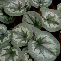 Stauden - Frühlings-Alpenveilchen ‘Rose’ - Cyclamen coum