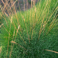 Bärenfell Schwingel - Festuca gautieri (scoparia) - Bakker