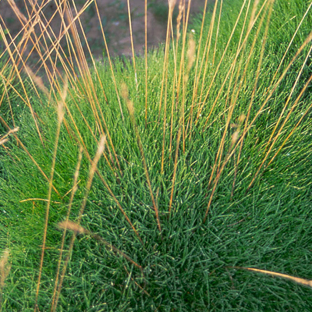 Bärenfell Schwingel - Festuca gautieri (scoparia) - Bakker