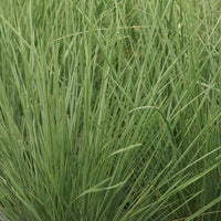 Atlas-Schwingel - Festuca mairei - Bakker
