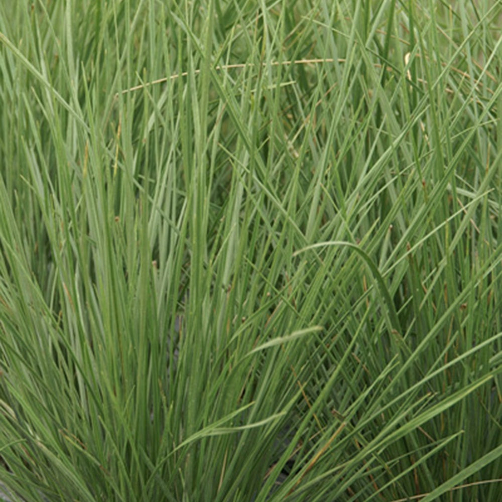 Atlas-Schwingel - Festuca mairei - Bakker