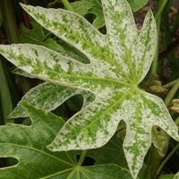 Balkonblumen - Zimmeraralie ‘Spider’s Web’ - Fatsia japonica Spider Web
