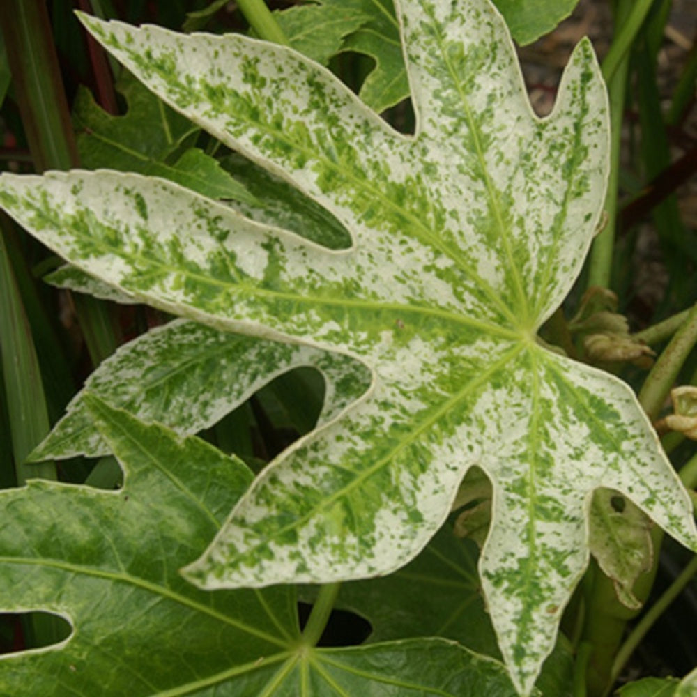 Balkonblumen - Zimmeraralie ‘Spider’s Web’ - Fatsia japonica Spider Web
