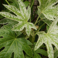 Fatsia japonica Spider Web - Zimmeraralie ‘Spider’s Web’ - Balkonblumen