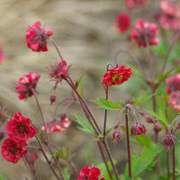 Geum flames of passion ® - Nelkenwurz Flames of Passion - Nelkenwurz