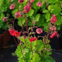 Nelkenwurz Flames of Passion - Geum flames of passion ® - Bakker