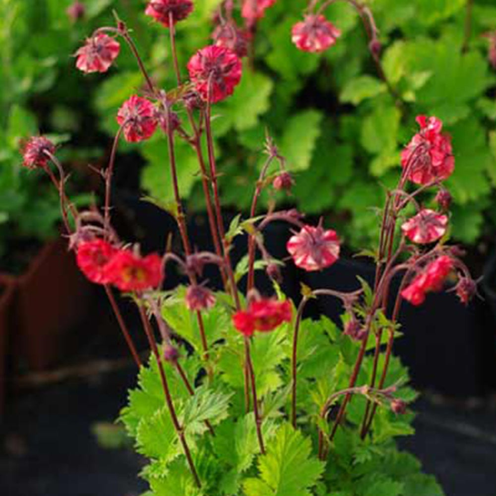 Nelkenwurz Flames of Passion - Geum flames of passion ® - Bakker