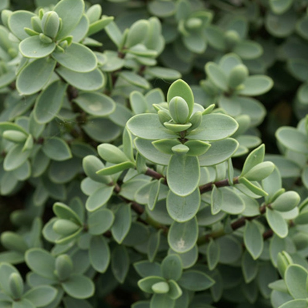 Verkauf Strauchveronika - Hebe carnosula