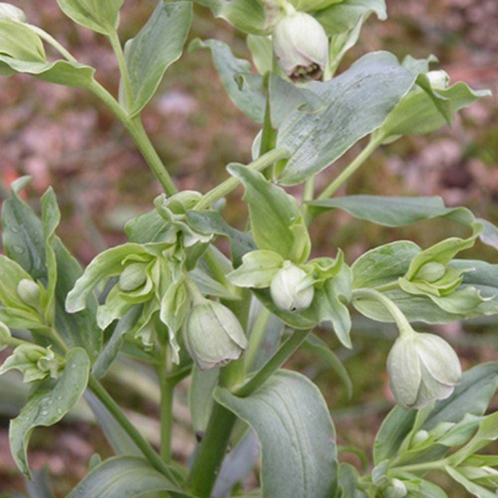 Helleborus foetidus - Stinkende Nieswurz - Christrose - Helleborus