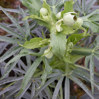 Stinkende Nieswurz - Helleborus foetidus - Bakker