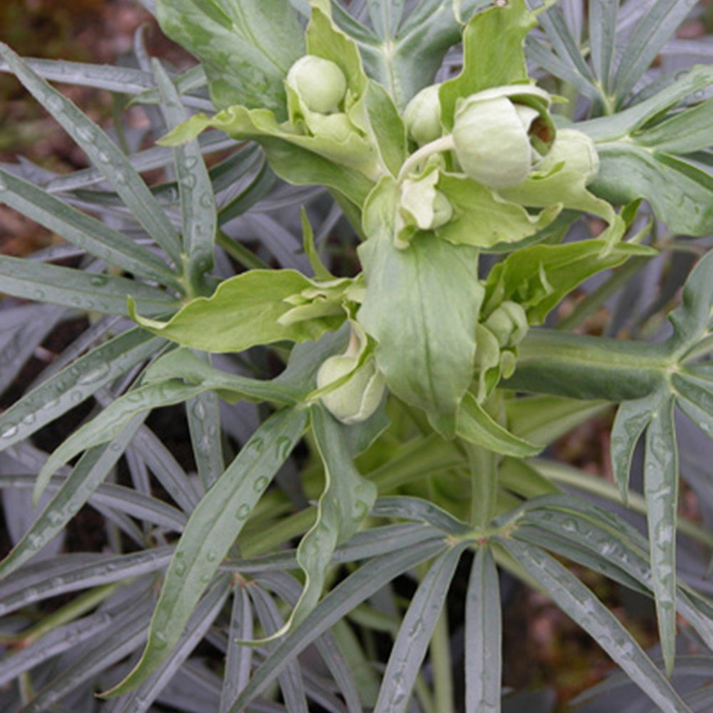 Stinkende Nieswurz - Helleborus foetidus - Bakker