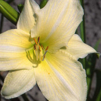 Taglilie  Iron Gate Glacier - Hemerocallis iron gate glacier - Bakker