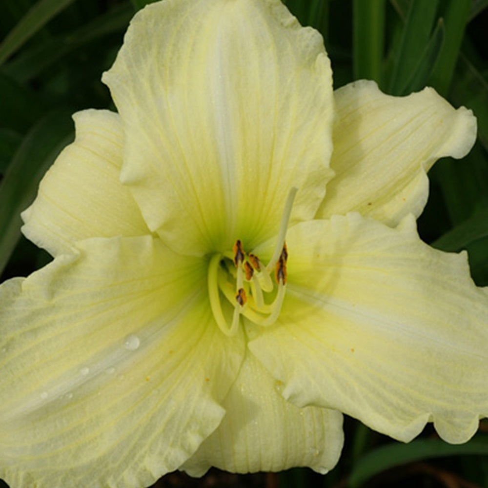 Hemerocallis iron gate glacier - Taglilie  Iron Gate Glacier - Hemerocallis - Taglilie