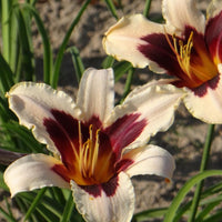 Hemerocallis wild horses - Taglilie Wild Horses - Hemerocallis - Taglilie