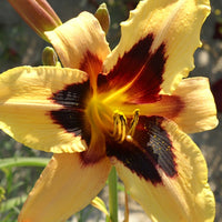 Taglilie Wild Horses - Hemerocallis wild horses - Bakker