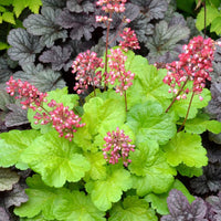 Purpurglöckchen Sweet Tart - Heuchera sweet tart - little cutie series - Bakker
