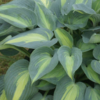 Funkie Catherine - Hosta catherine - Bakker
