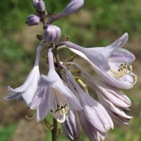 Hosta catherine - Funkie Catherine - Hosta - Funkie