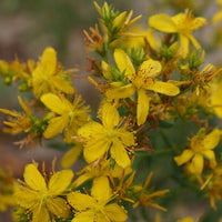 Stauden - Echtes Johanniskraut - Hypericum perforatum