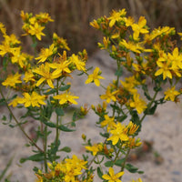 Echtes Johanniskraut - Hypericum perforatum - Bakker