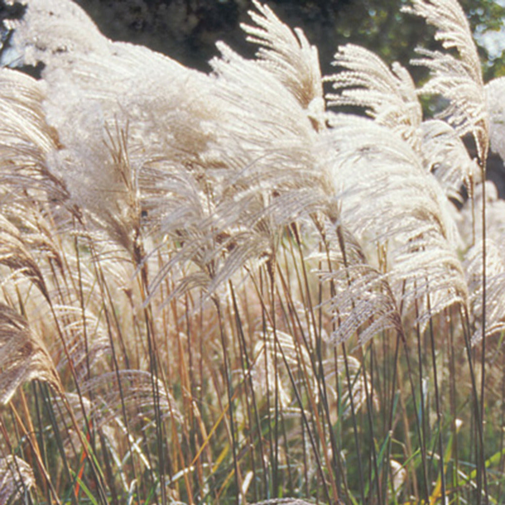 Miscanthus sinensis malepartus - Chinaschilf Malepartus - Miscanthus