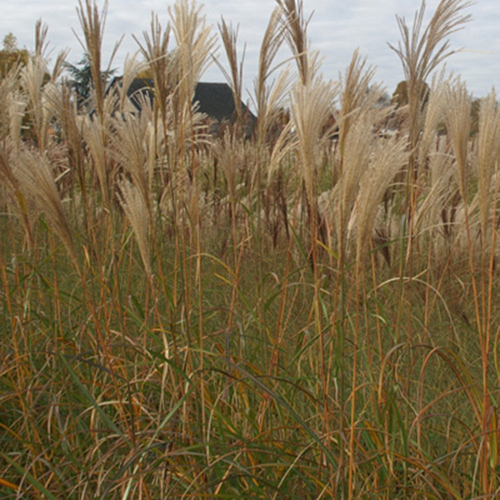 Miscanthus sinensis silberfeder - Eulalie Silberfeder Chinaschilf - Miscanthus