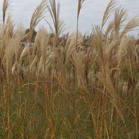 Eulalie Silberfeder Chinaschilf - Miscanthus sinensis silberfeder - Bakker
