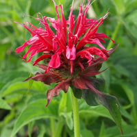 Indianernessel Mahogany - Monarda mahogany - Bakker
