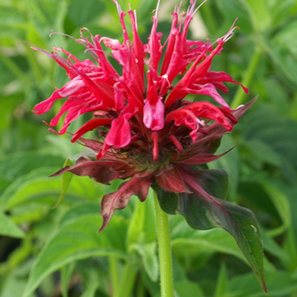 Indianernessel Mahogany - Monarda mahogany - Bakker