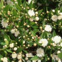 Echte Myrte 'Flore Pleno' - Myrtus communis flore pleno - Bakker