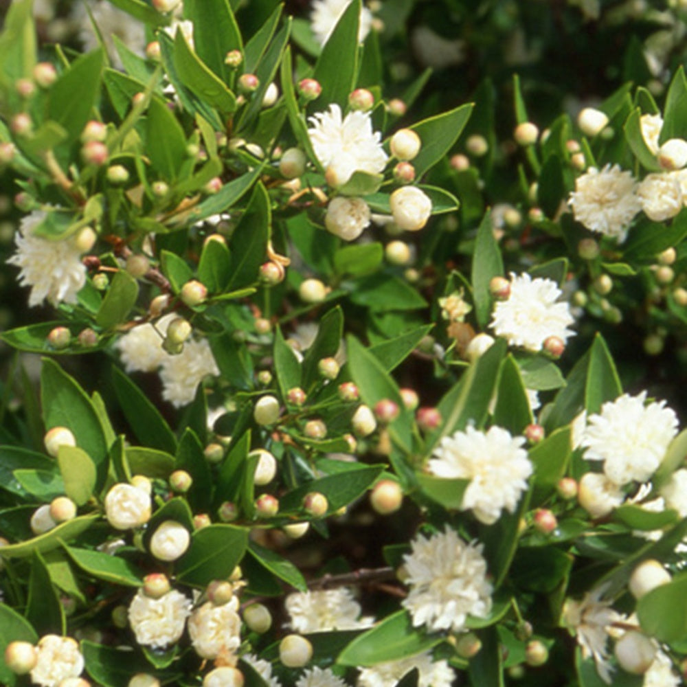 Echte Myrte 'Flore Pleno' - Myrtus communis flore pleno - Bakker