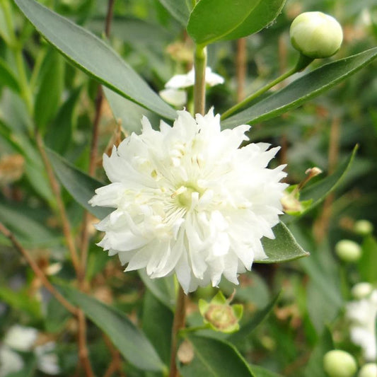 Echte Myrte 'Flore Pleno' - Bakker