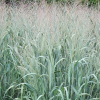 Panicum virgatum dallas blues - Rutenhirse 'Dallas Blues' - Rispenhirse
