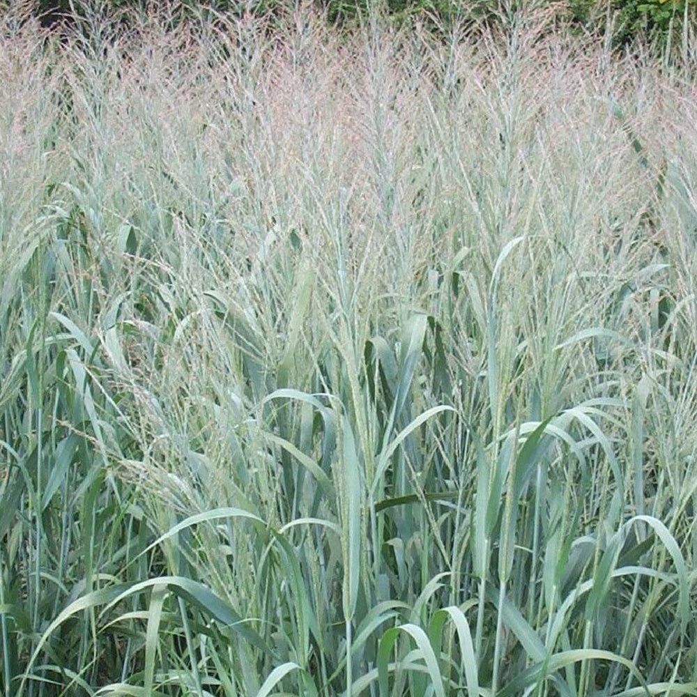 Panicum virgatum dallas blues - Rutenhirse 'Dallas Blues' - Rispenhirse