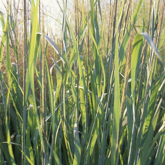 Rutenhirse 'Dallas Blues' - Bakker