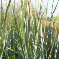 Rutenhirse 'Dallas Blues' - Panicum virgatum dallas blues - Bakker