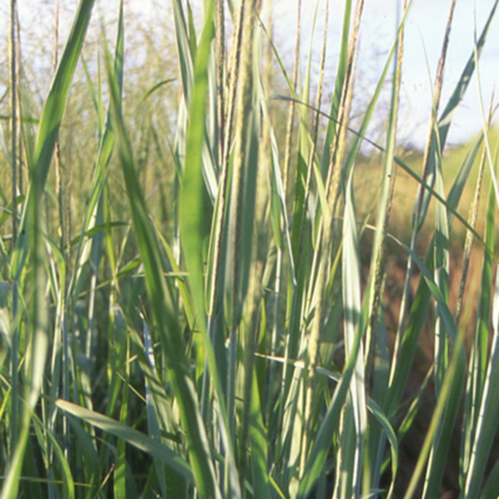 Rutenhirse 'Dallas Blues' - Panicum virgatum dallas blues - Bakker