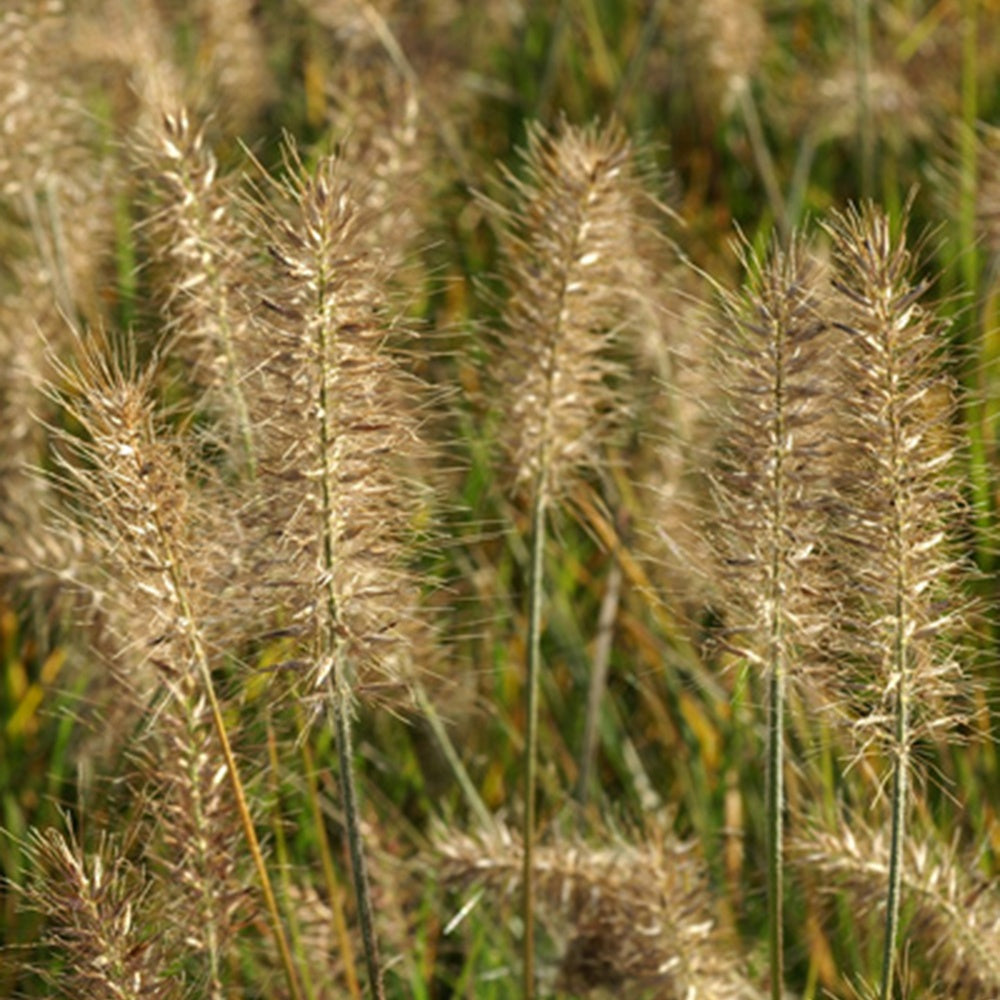 Pennisetum alopecuroides Little Bunny - Lampenputzergras Little Bunny - Pennisetum