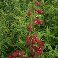 Penstemon blackbird - Großblütiger Bartfaden Blackbird - Galane