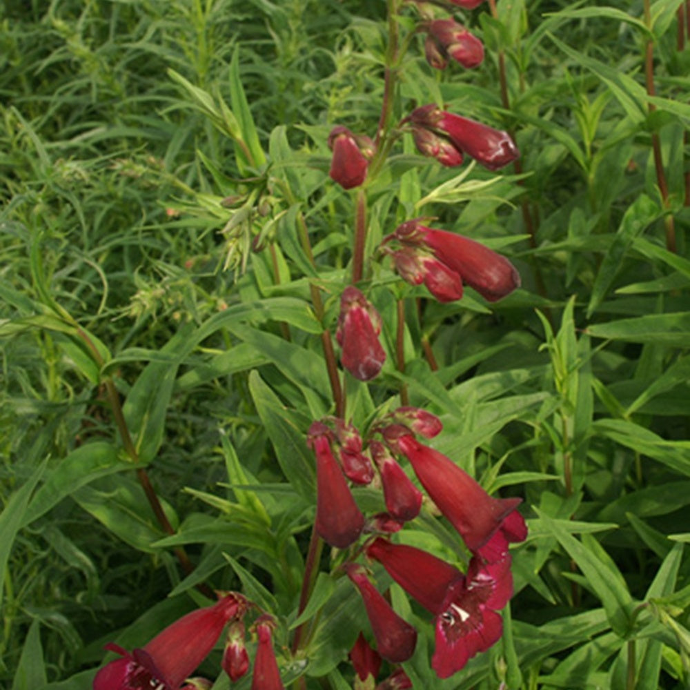 Penstemon blackbird - Großblütiger Bartfaden Blackbird - Galane