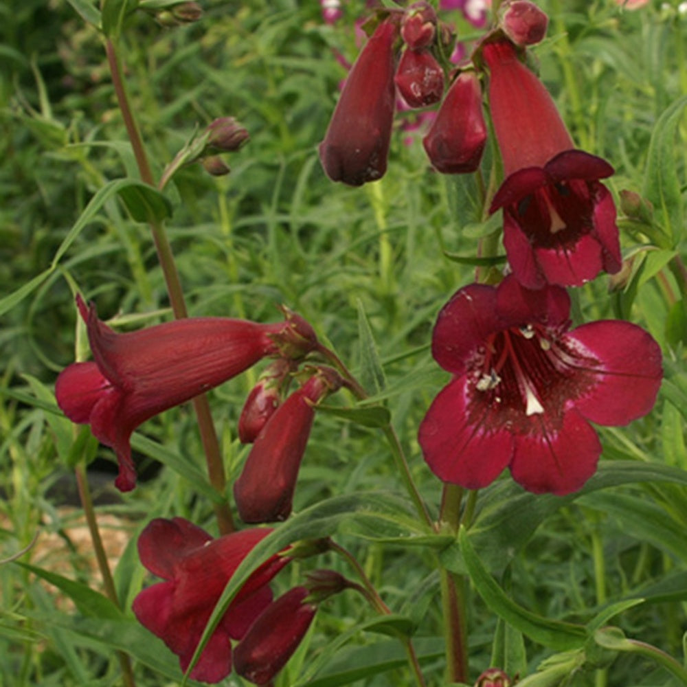 Großblütiger Bartfaden Blackbird - Penstemon blackbird - Bakker