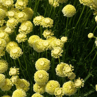 Heiligenkraut ‘Lindavica’ - Santolina chamaecyparissus lindavica - Bakker