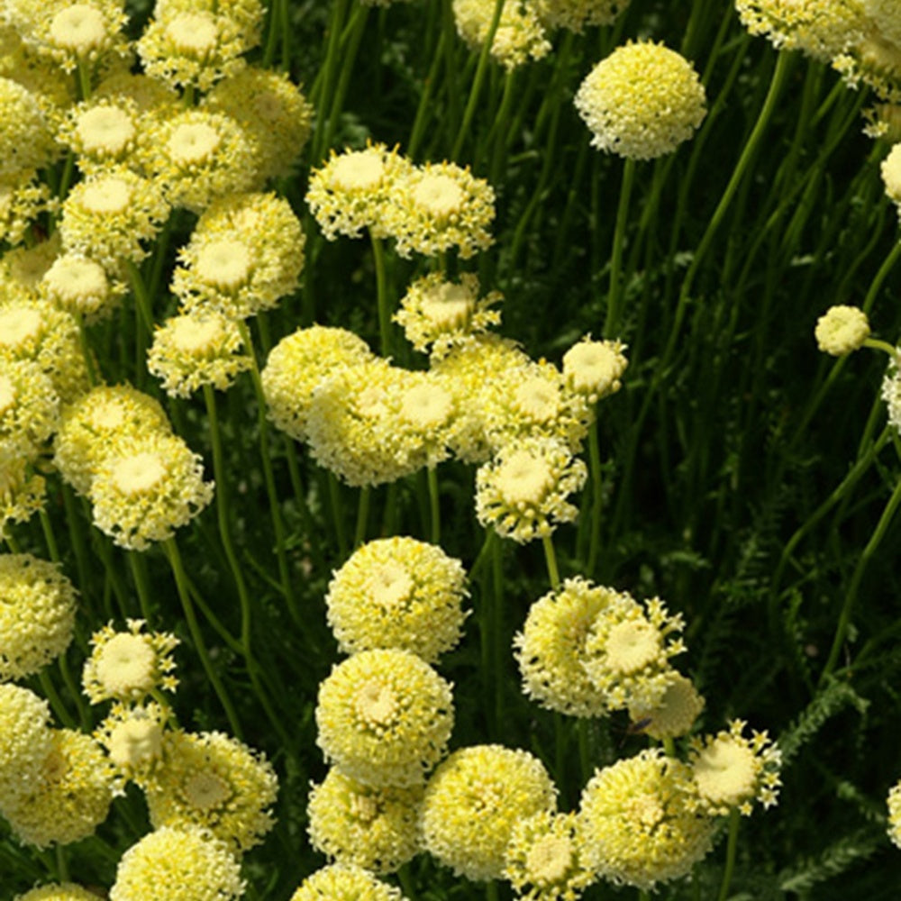 Heiligenkraut ‘Lindavica’ - Santolina chamaecyparissus lindavica - Bakker