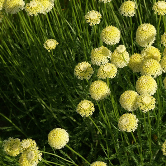 Heiligenkraut ‘Lindavica’ - Bakker