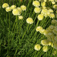 Santolina chamaecyparissus lindavica - Heiligenkraut ‘Lindavica’ - Stauden