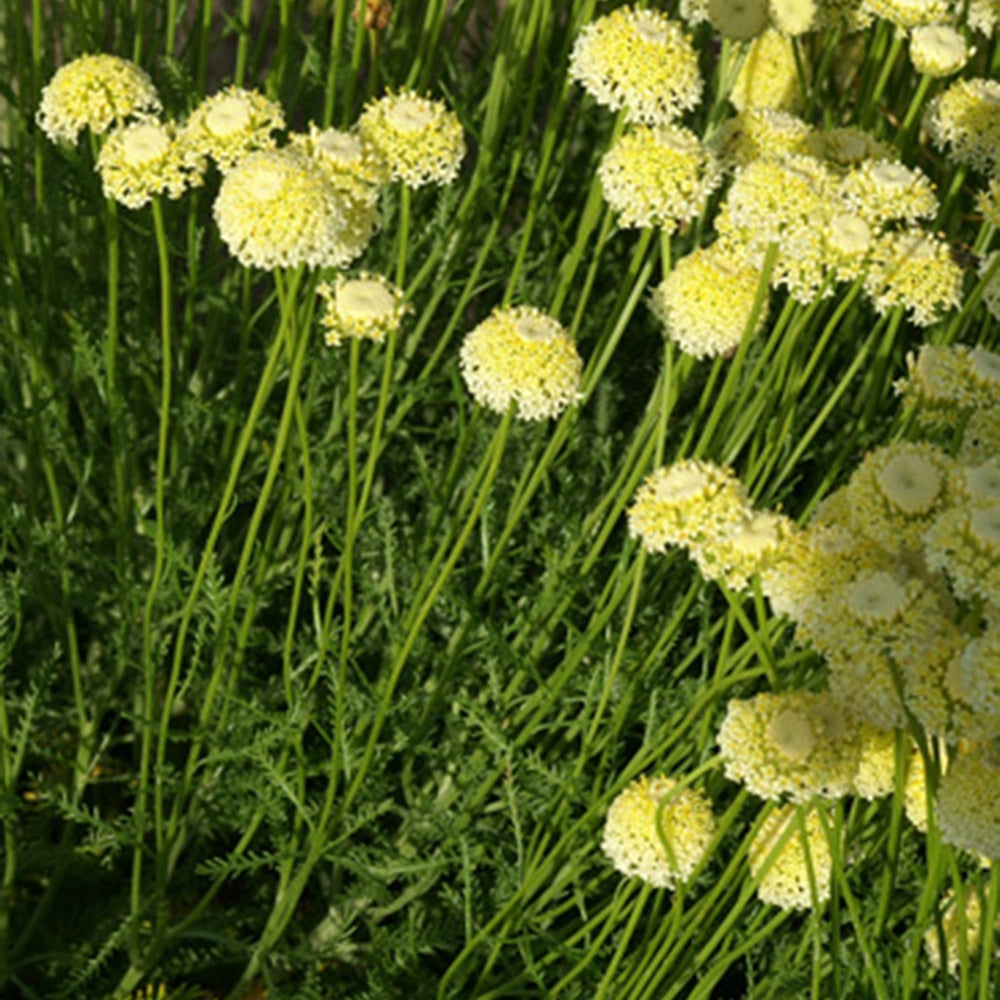 Santolina chamaecyparissus lindavica - Heiligenkraut ‘Lindavica’ - Stauden