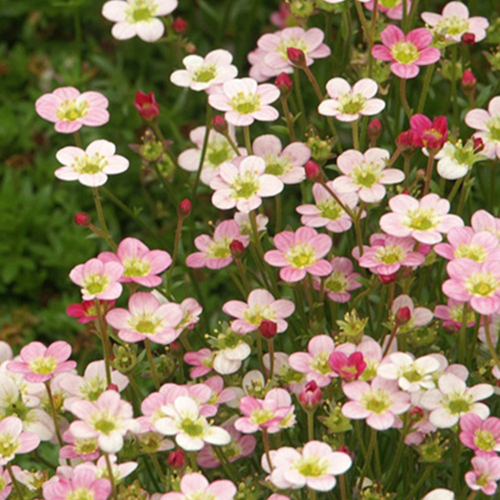 Ware's Crimson Steinbrech - Saxifraga arendsii Ware's Crimson - Bakker