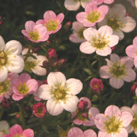 Ware's Crimson Steinbrech - Bakker