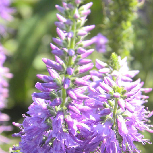 Ehrenpreis Lilac Fantasy - Bakker