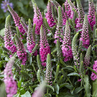 Ehrenpreis Bubblegum Candles ® - Veronica spicata bubblegum candle's ® - Bakker